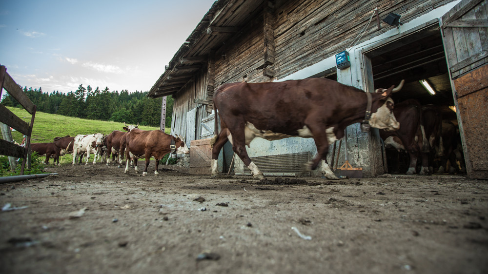 https://www.mairielegrandbornand.com/wp-content/uploads/2021/02/E17-20-Agriculture-B.Delerue-Le-Grand-Bornand.jpg-1000px.jpg