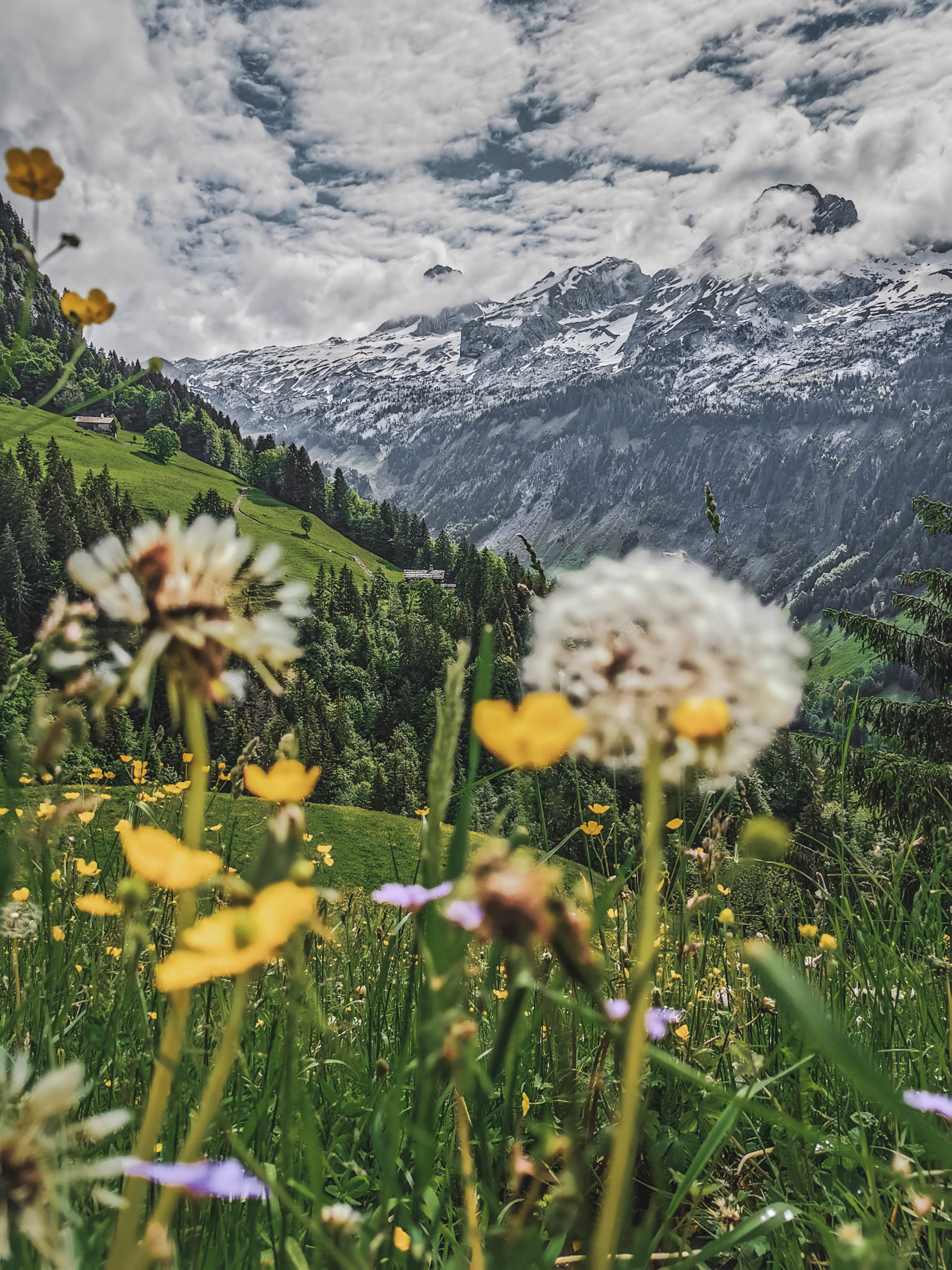 https://www.mairielegrandbornand.com/wp-content/uploads/2023/03/©C.Chabod-Le-Grand-Bornand-Tourisme-fleur-scaled.jpg