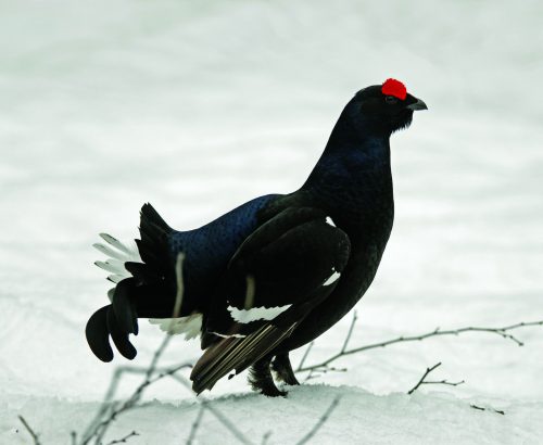 Male of Black Grouse Lyurus tetrix